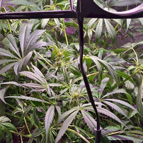 Mango Biche growlog photo: Plantas florando riego foliar con namaste