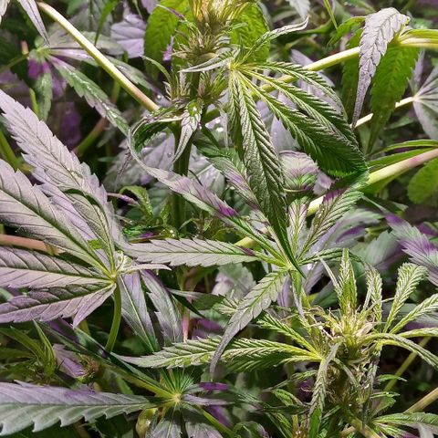 Mango Biche growlog photo: Plantas florando riego foliar con namaste
