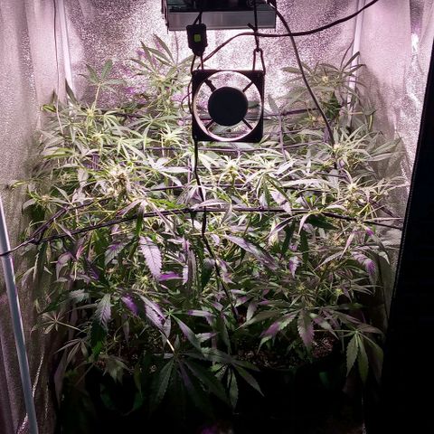 Mango Biche growlog photo: Riegos con bioestimulante 