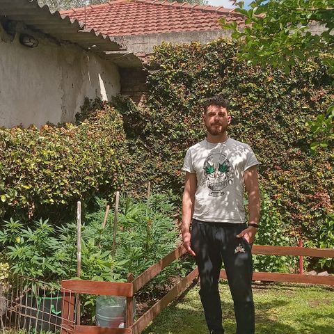 Mango Biche growlog photo: Riegos con bioestimulante 