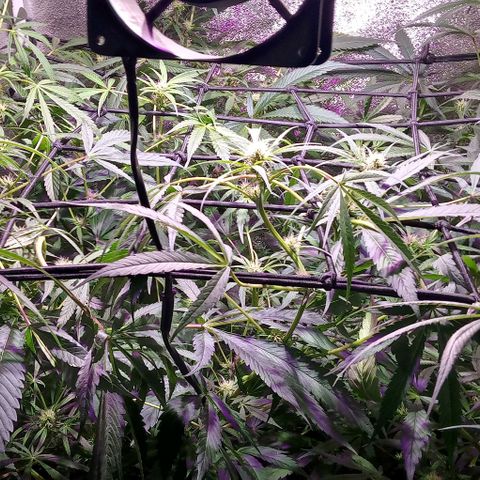 Mango Biche growlog photo: Riegos con bioestimulante 