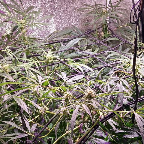 Mango Biche growlog photo: Riegos con bioestimulante 