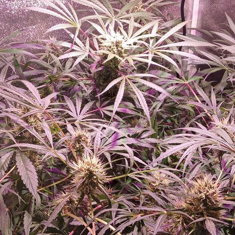Mango Biche growlog timeline photo