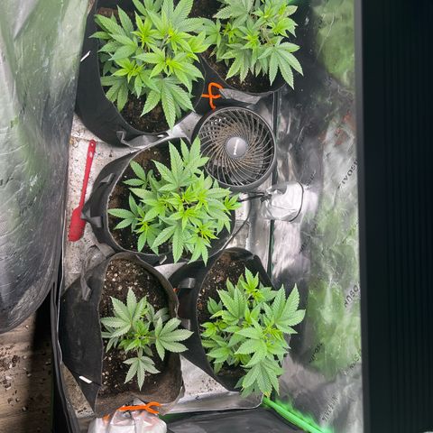 Five heartbeats  growlog photo: Getting big