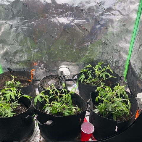 Five heartbeats  growlog timeline photo