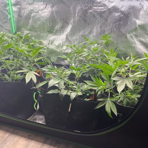 Five heartbeats  growlog timeline photo