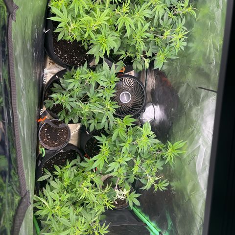 Five heartbeats  growlog timeline photo