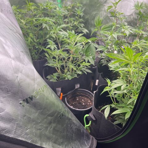 Five heartbeats  growlog timeline photo