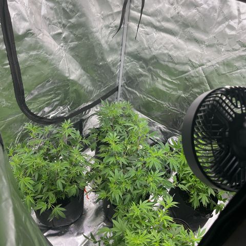 Five heartbeats  growlog timeline photo