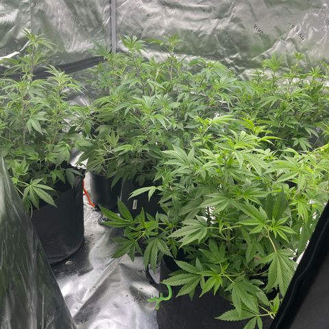 Five heartbeats  growlog timeline photo