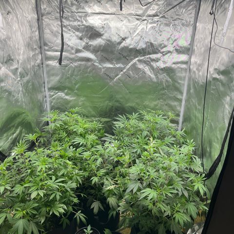 Five heartbeats  growlog timeline photo
