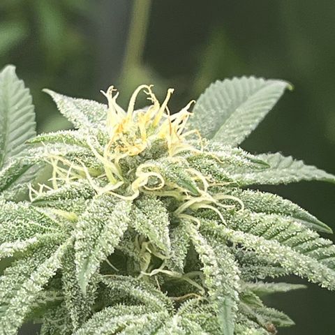 Five heartbeats  growlog timeline photo