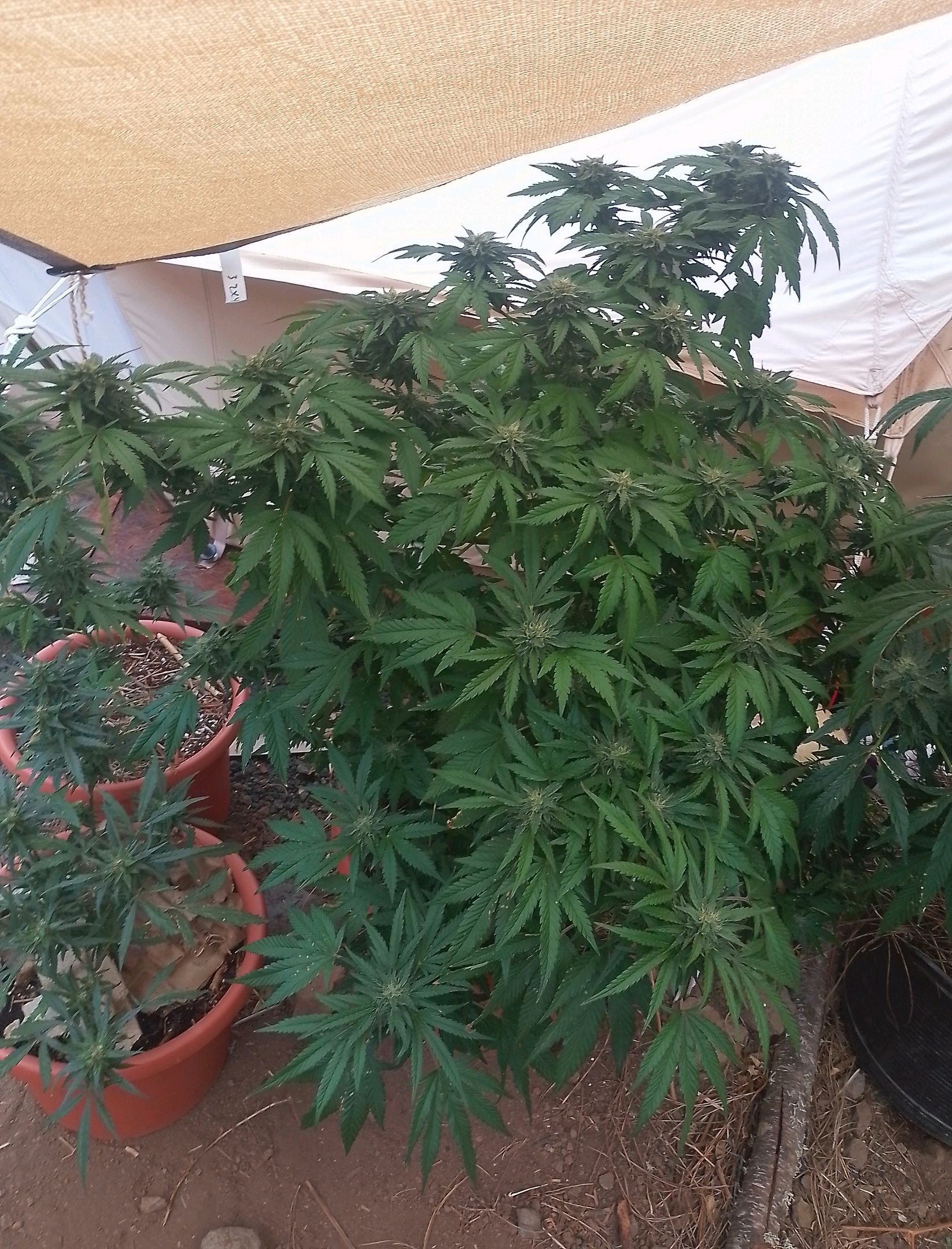 Purple Skunk Automatic growlog photo 6