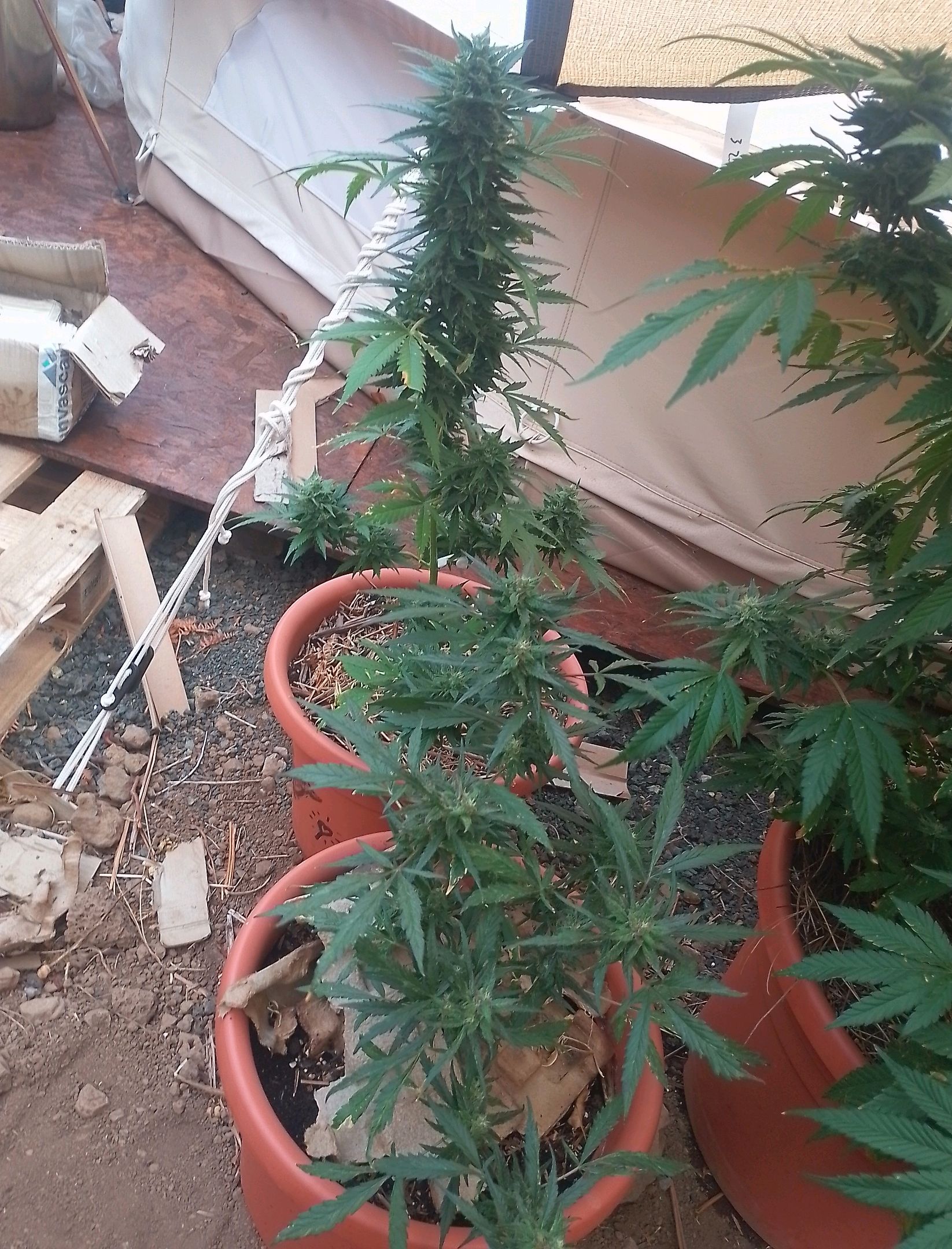 Purple Skunk Automatic growlog photo 10