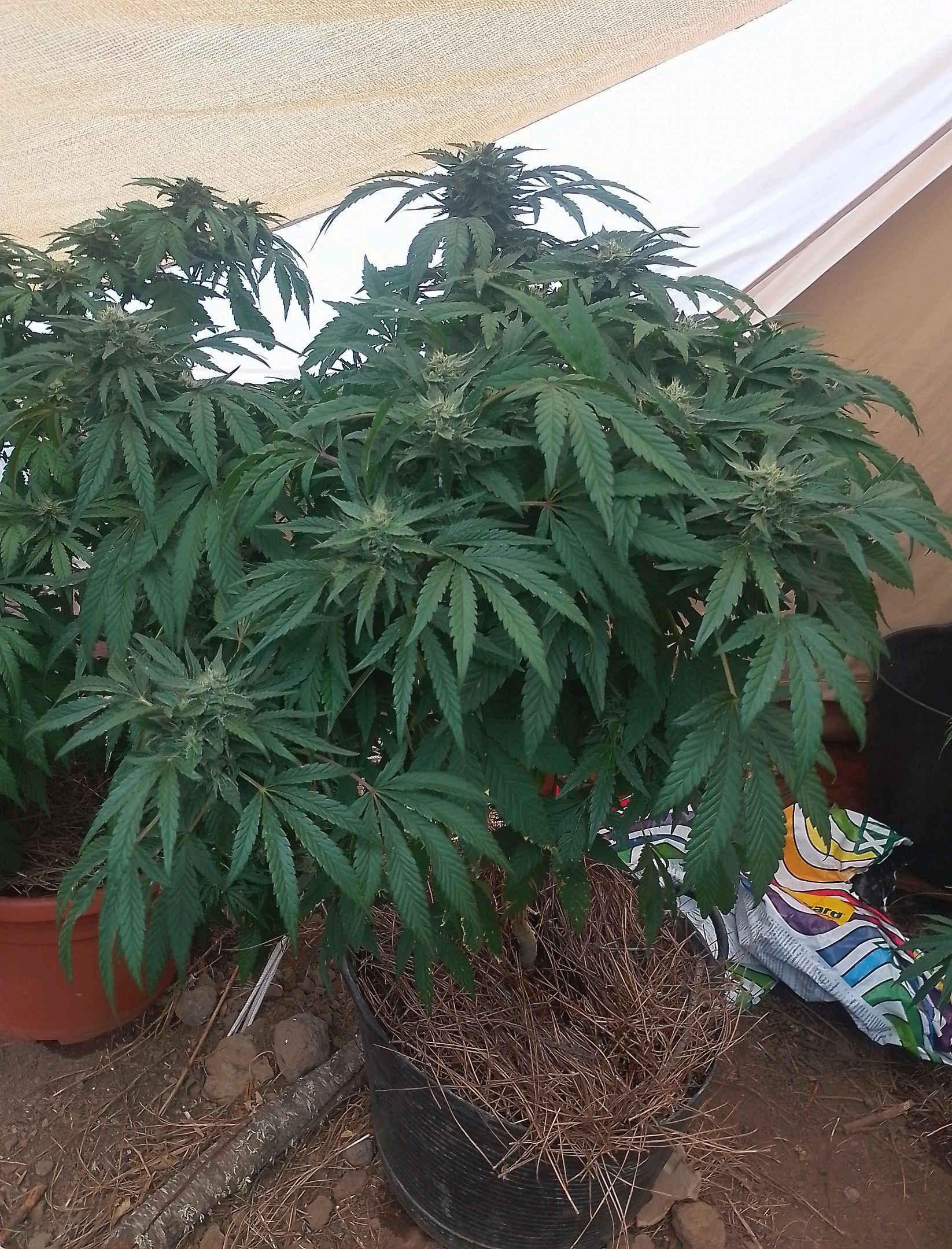 Purple Skunk Automatic growlog photo 7