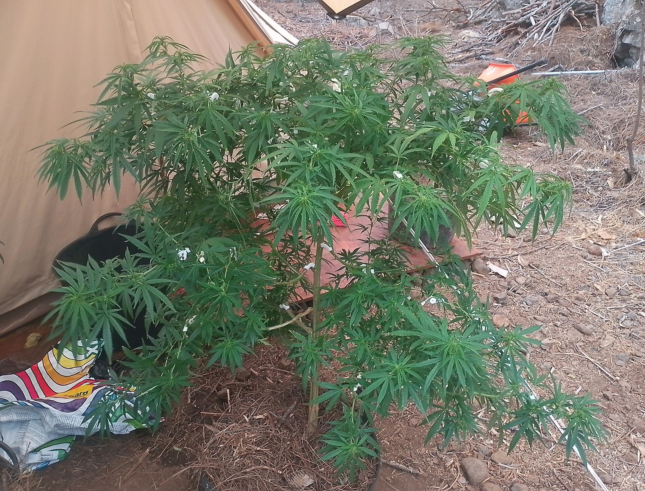 Purple Skunk Automatic growlog photo 8