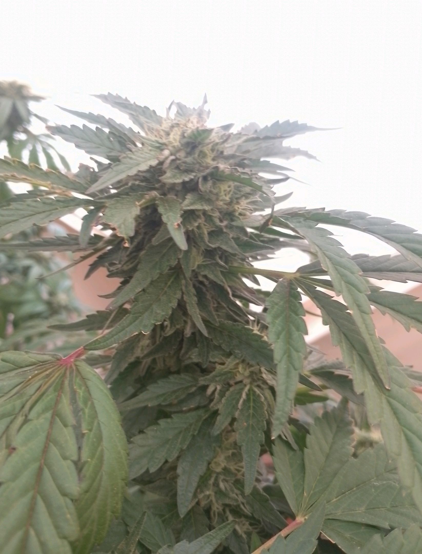 Purple Skunk Automatic growlog photo 9