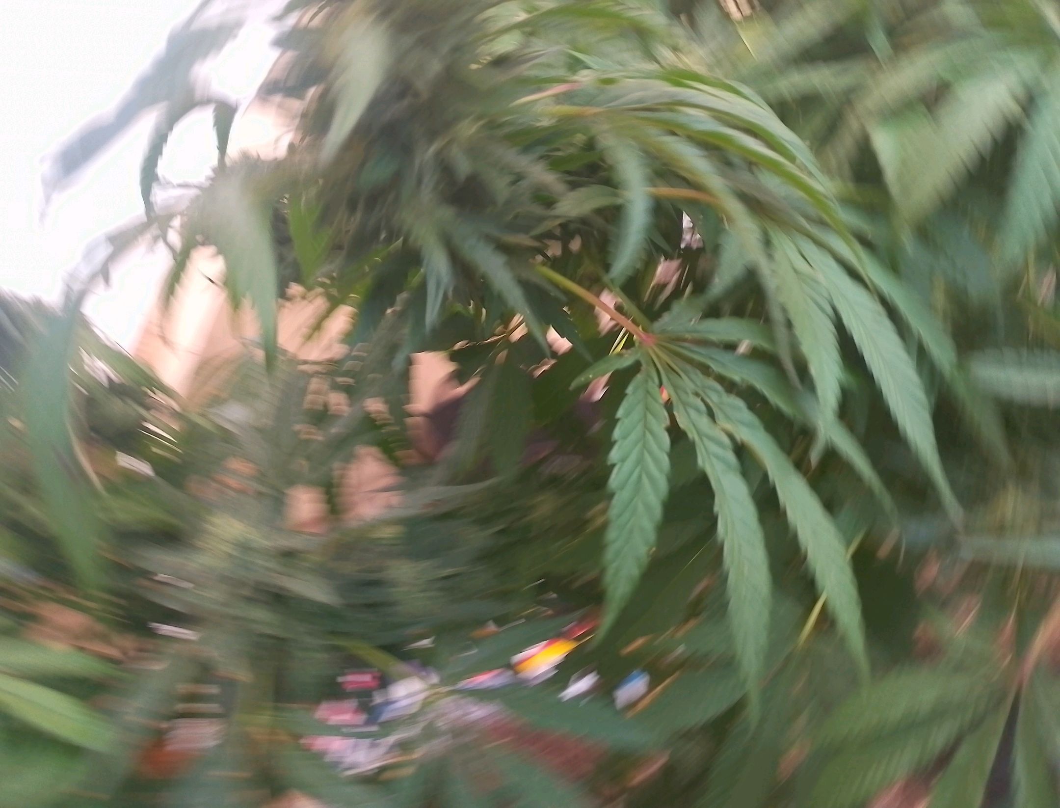 Purple Skunk Automatic growlog photo 11