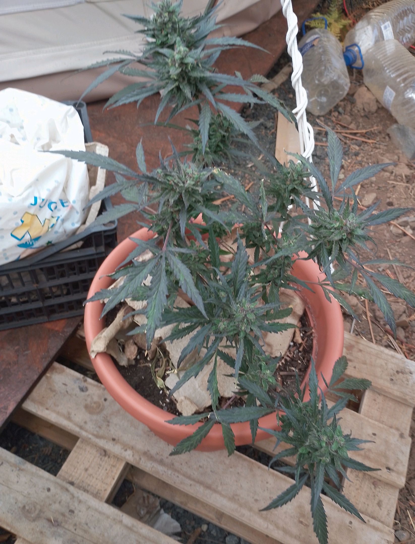 Purple Skunk Automatic growlog photo 13