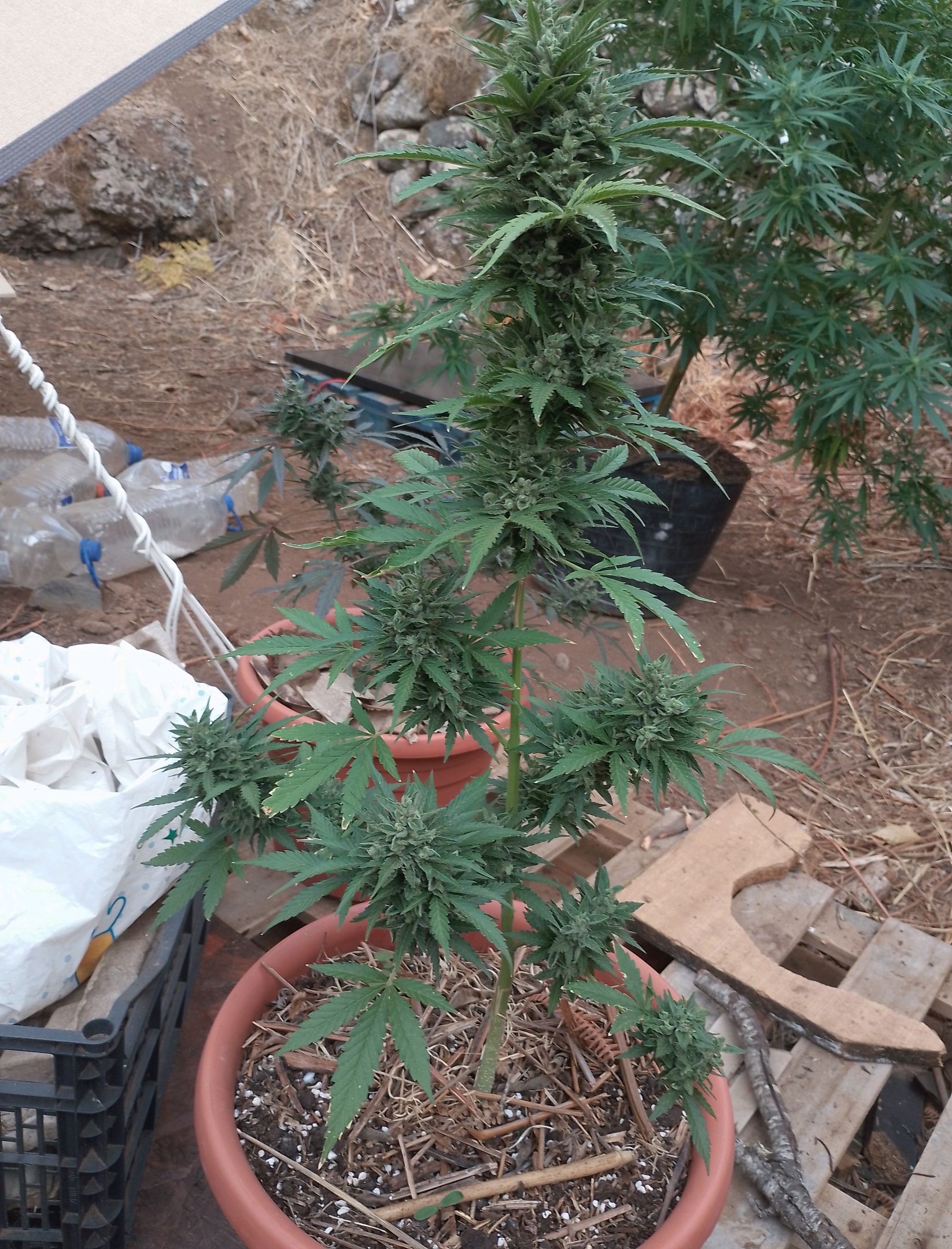 Purple Skunk Automatic growlog header