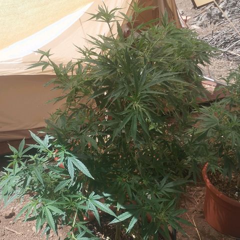 Polar Gelato growlog timeline photo
