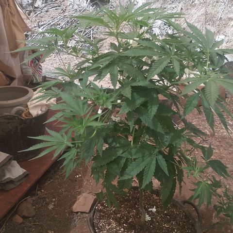Polar Gelato growlog timeline photo