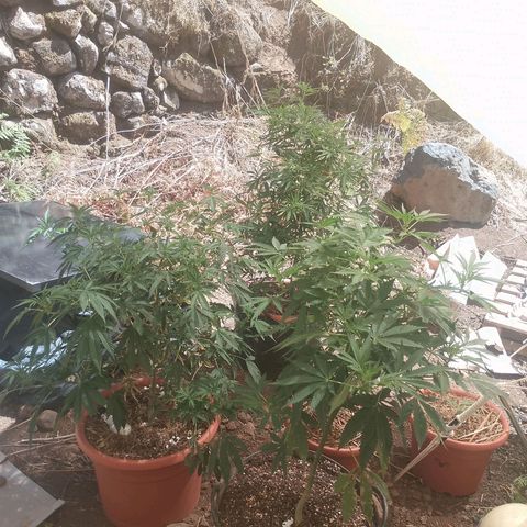Polar Gelato growlog timeline photo