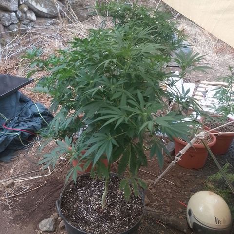 Polar Gelato growlog timeline photo