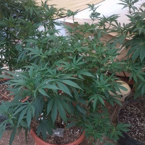 Polar Gelato growlog timeline photo