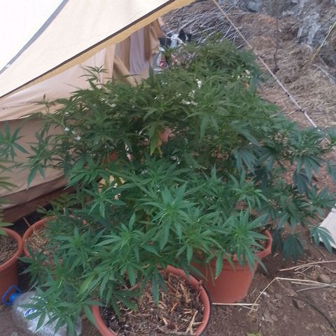 Polar Gelato growlog timeline photo