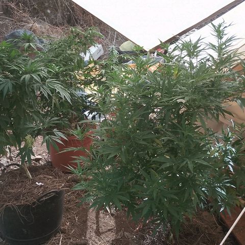 Polar Gelato growlog timeline photo