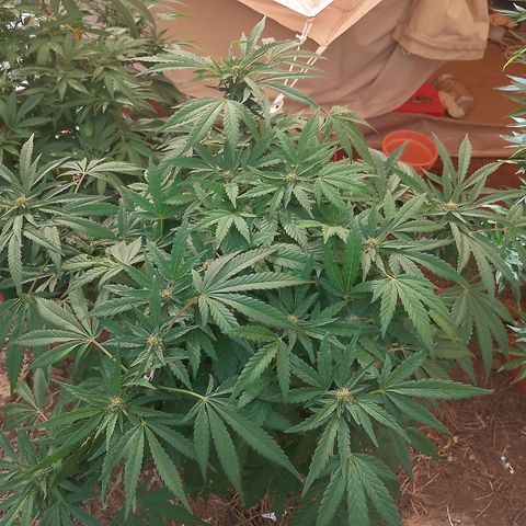 Polar Gelato growlog timeline photo