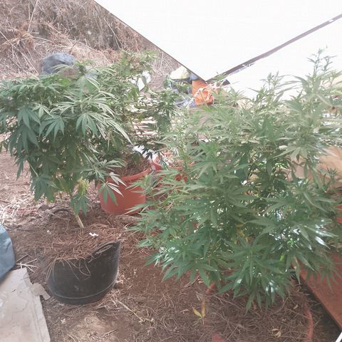 Polar Gelato growlog timeline photo