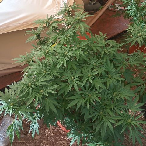 Polar Gelato growlog timeline photo