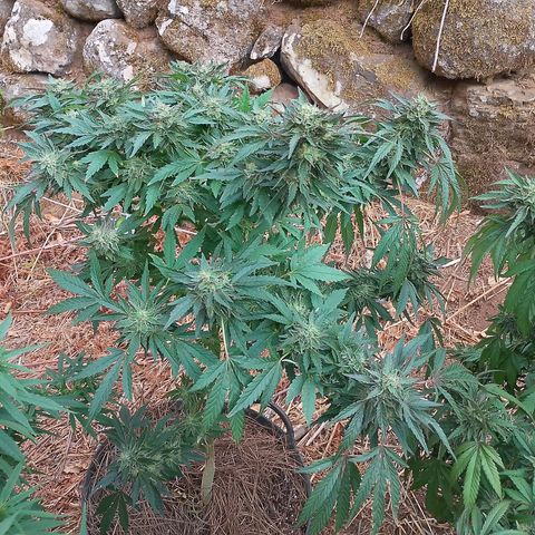 Polar Gelato growlog timeline photo