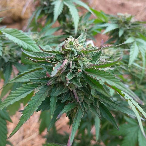 Polar Gelato growlog timeline photo