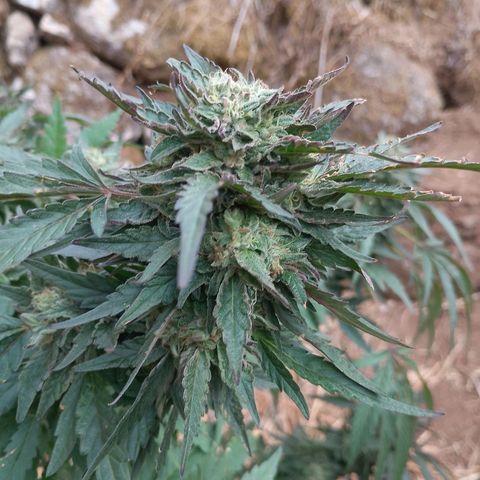 Polar Gelato growlog timeline photo