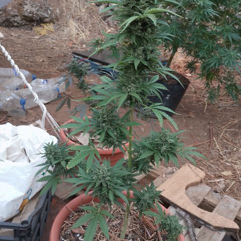 Purple Skunk Automatic growlog in Venek