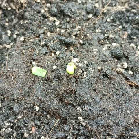 Auto Tutankamon growlog timeline photo
