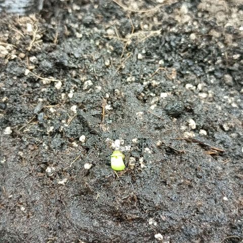 Auto Tutankamon growlog timeline photo