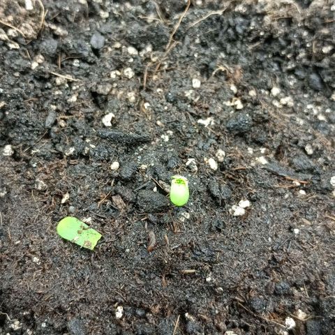 Auto Tutankamon growlog timeline photo