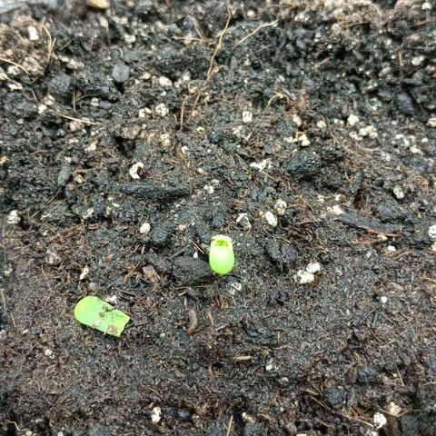 Auto Tutankamon growlog timeline photo