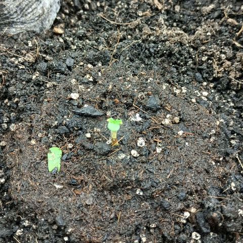 Auto Tutankamon growlog timeline photo