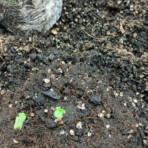 Auto Tutankamon growlog timeline photo