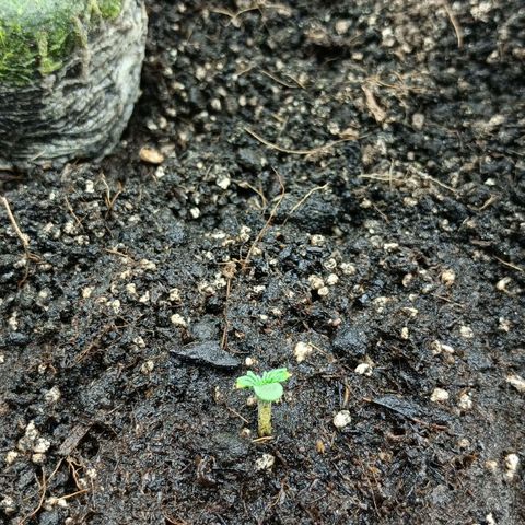 Auto Tutankamon growlog timeline photo