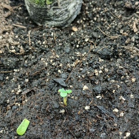 Auto Tutankamon growlog timeline photo