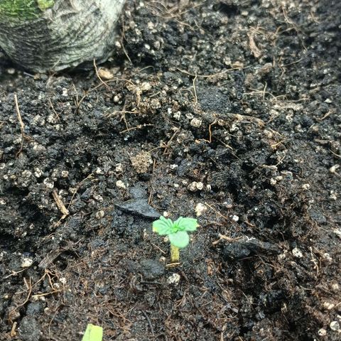 Auto Tutankamon growlog timeline photo