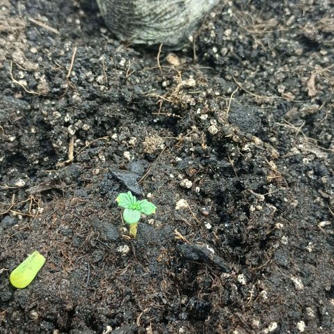 Auto Tutankamon growlog timeline photo