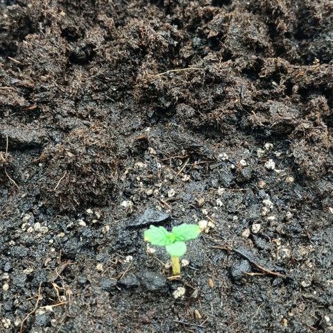 Auto Tutankamon growlog timeline photo