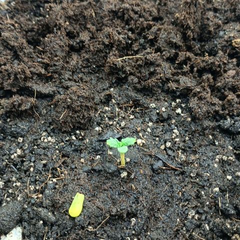 Auto Tutankamon growlog timeline photo